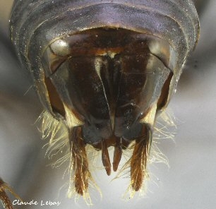 sagittas d‘un mâle Cataglyphis piliscapus