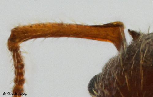 petiole  Myrmica salina