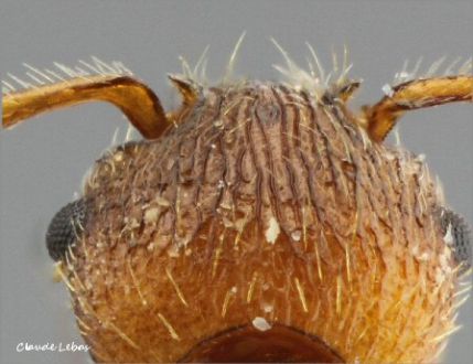 scape  Myrmica sabuleti