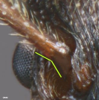 tete de gyne_myrmica_aloba_taxo_reduit