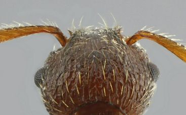 tete  Myrmica scabrinodis
