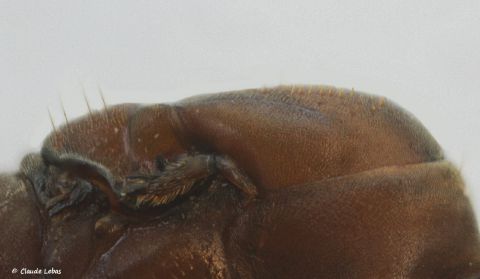 scutellum de moins de 10 poils