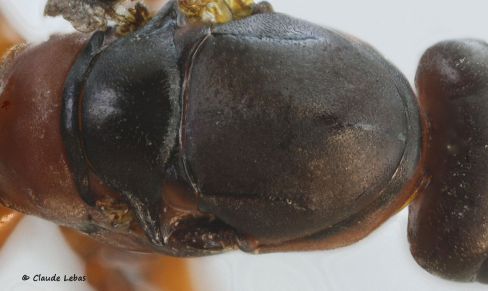 scutellum chagrinné