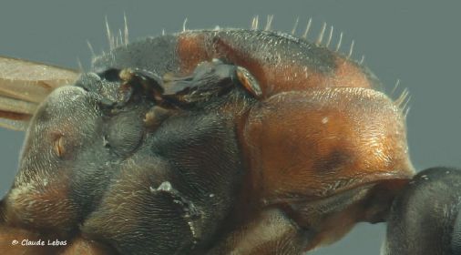 scutellum de plus de 10 poils