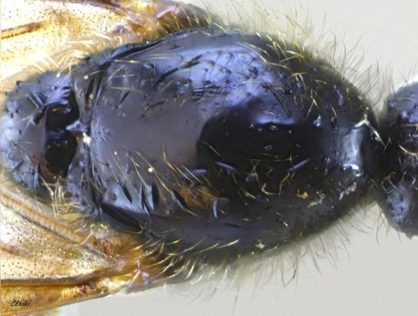 scutellum du mâle Messor barbarus