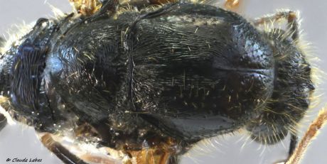 scutum  ponctué et strié du male Messor structor