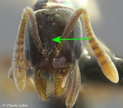 tete de l‘ouvriere Hypoponera eduardi