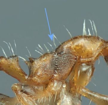 thorax Temnothorax recedens