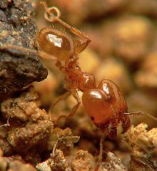 soldat Pheidole pallidula