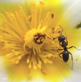 ouvrire Tapinoma nigerrimum