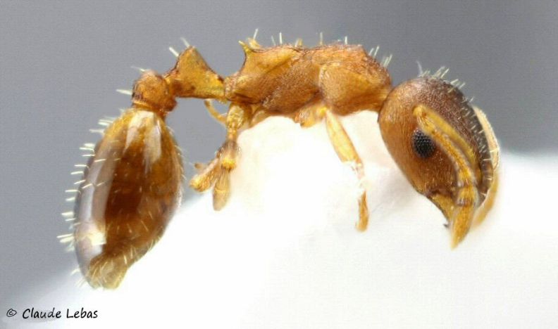 ouvriere Temnothorax saxonicus