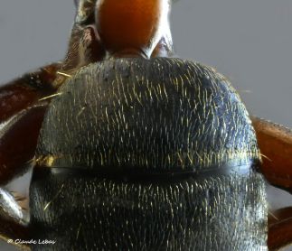 pubescence dense du premier tergite