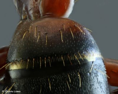 pubescence du premier tergite éparse