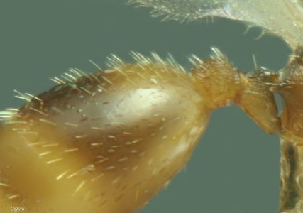 gastre jaune de la gyne Temnothorax  lichtensteini