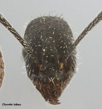 tete Aphaenogaster spinosa