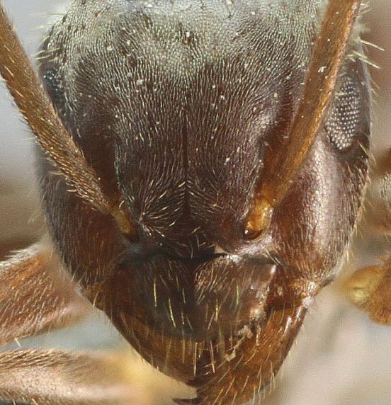 poils du clypeus épars et longs