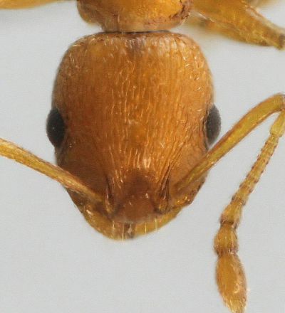 tete Temnothorax tristis