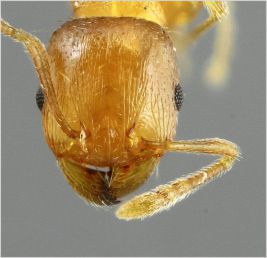 tete  Tetramorium semilaeve