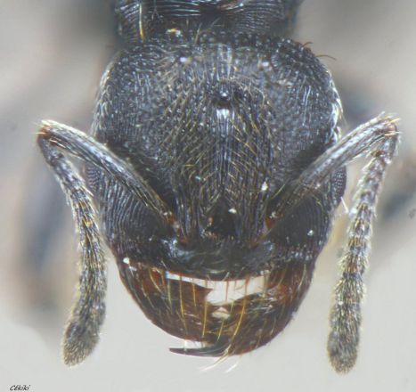 reine Goniomma hispanicum