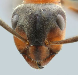 des poils aux tempes pour cette ouvrière