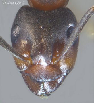 tete Formica pressilabris