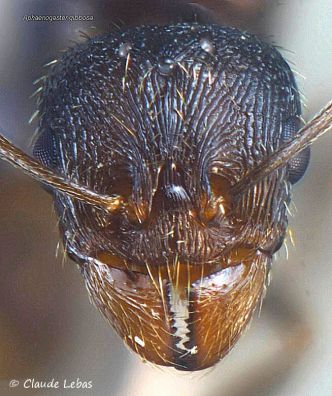 tete de gyne Aphaenogaster gibbosa