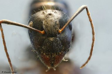 joues poilues de Camponotus aethiops
