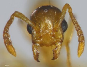 tete reine  Temnothorax  kutteri