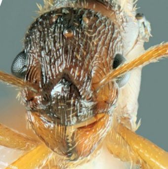 tete de gyne Myrmica rubra