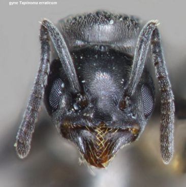 tete de reine Tapinoma erraticum