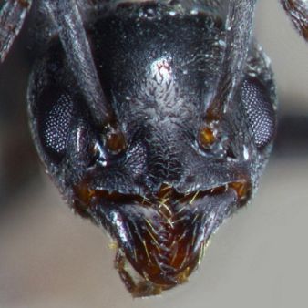 tete de reine Tapinoma madeirense