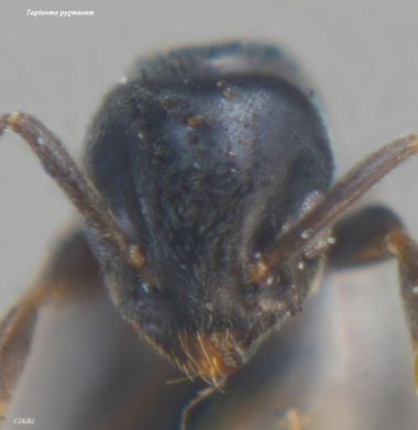 tete de reine Tapinoma pigmaeum