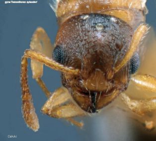 tete de la gyne Temnothorax nylanderi
