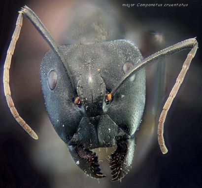 tete Camponotus cruentatus