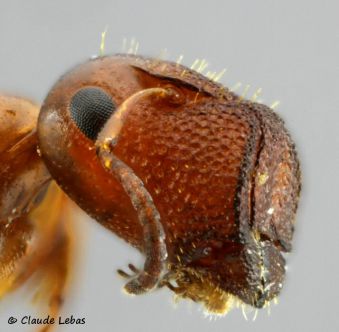 tete Colobopsis truncatus