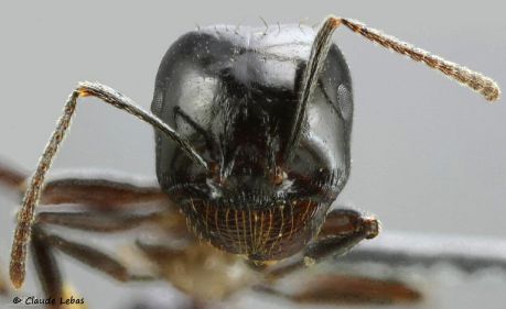 tête d‘un majour Messor bouvieri