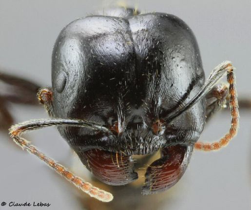 major Mesor capitatus