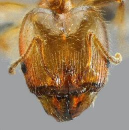 tete soladat Pheidole pallidula
