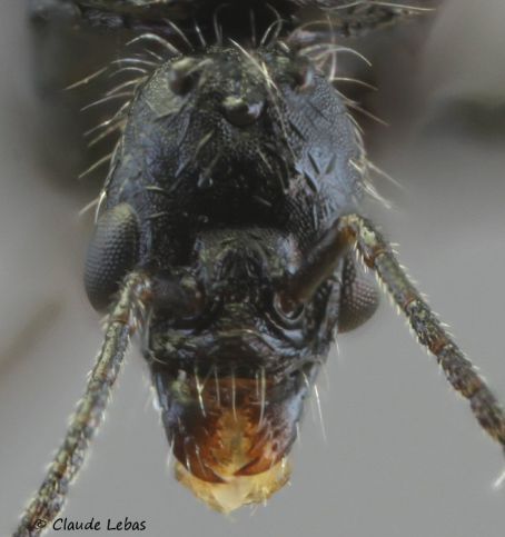 tete d‘un male Aphaenogaster senilis