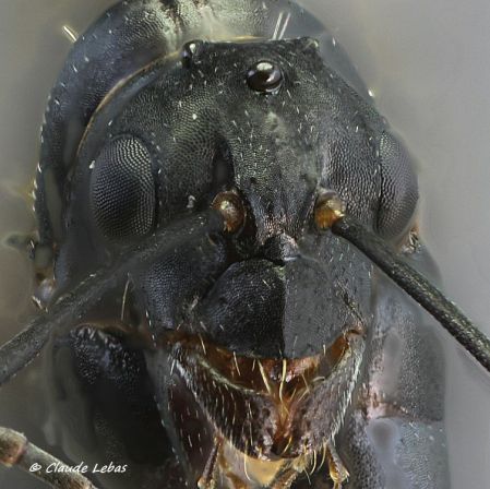 mâle Camponotus cruentatus
