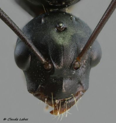 mâle Camponotus ligniperda