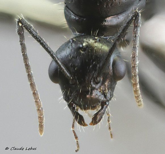 mâle Camponotus piceus