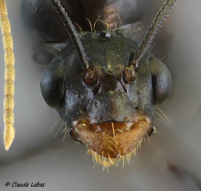 male Camponotus pilicornis