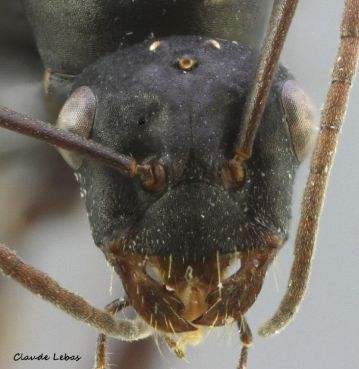 mâle Cataglyphis piliscapus