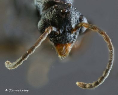 mâle Dolichoderus quadripunctatus