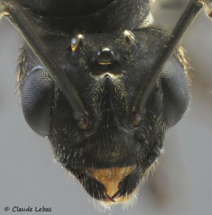mâle Coptoformica exsecta