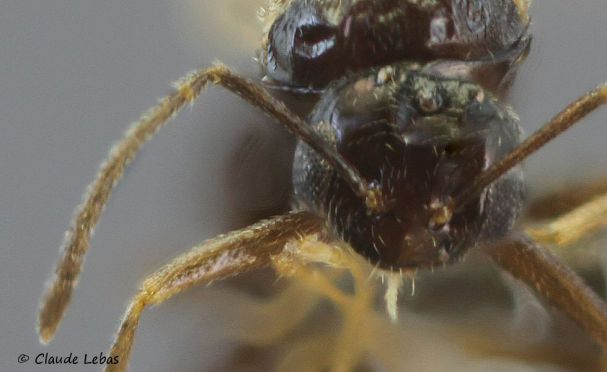 tete du male Plagiolepis pygmaea