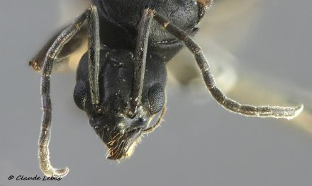 tete du male Tapinoma erraticum