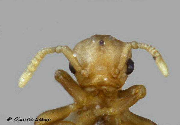 mâle Anergates atratulus