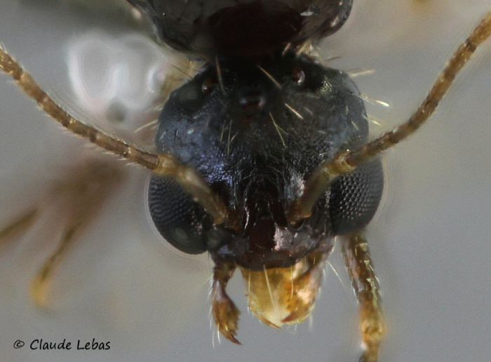 tete de male Aphaenogaster gibbosa